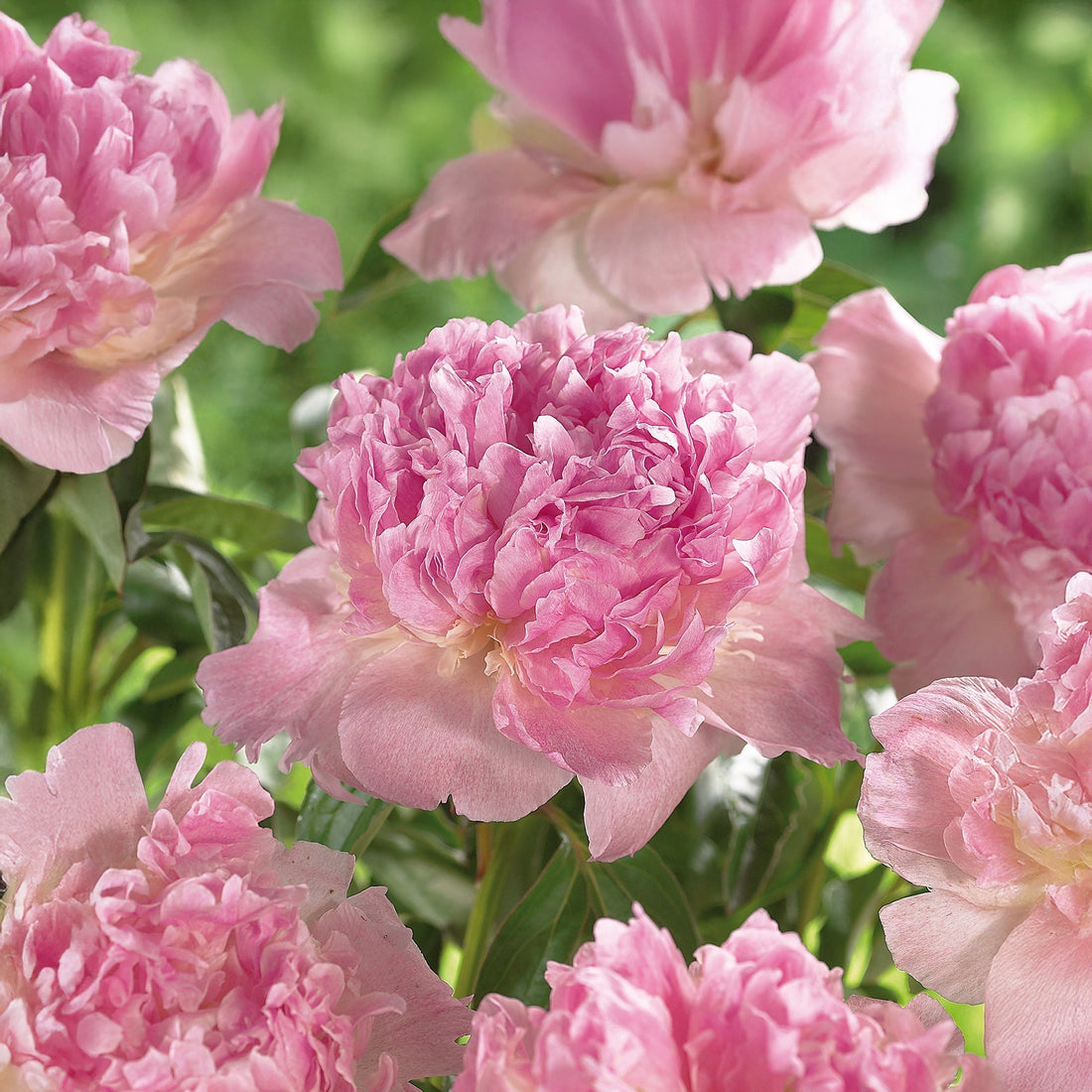 Piwonia 'Raspberry Sunday'