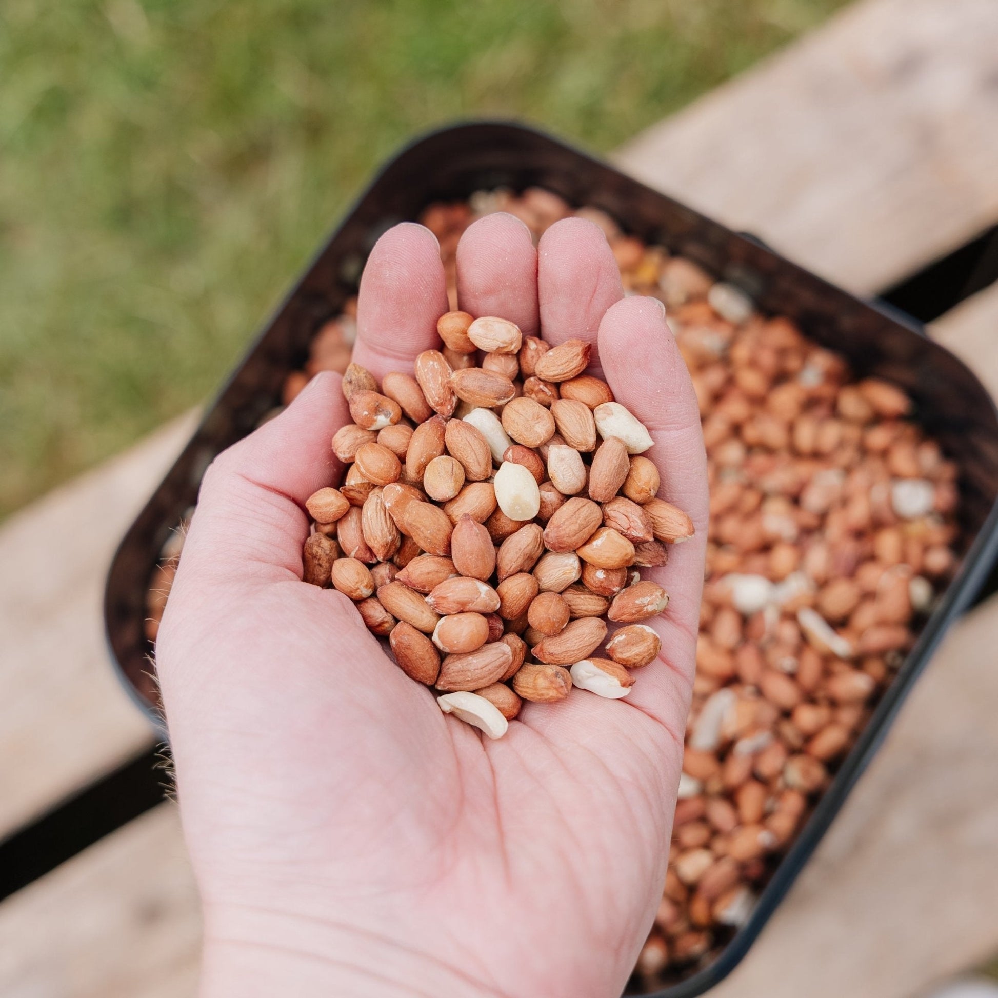 Pokarm dla ptaków, Peanuts de Luxe, 5 L
