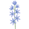 Kamasja cebulki / Camassia