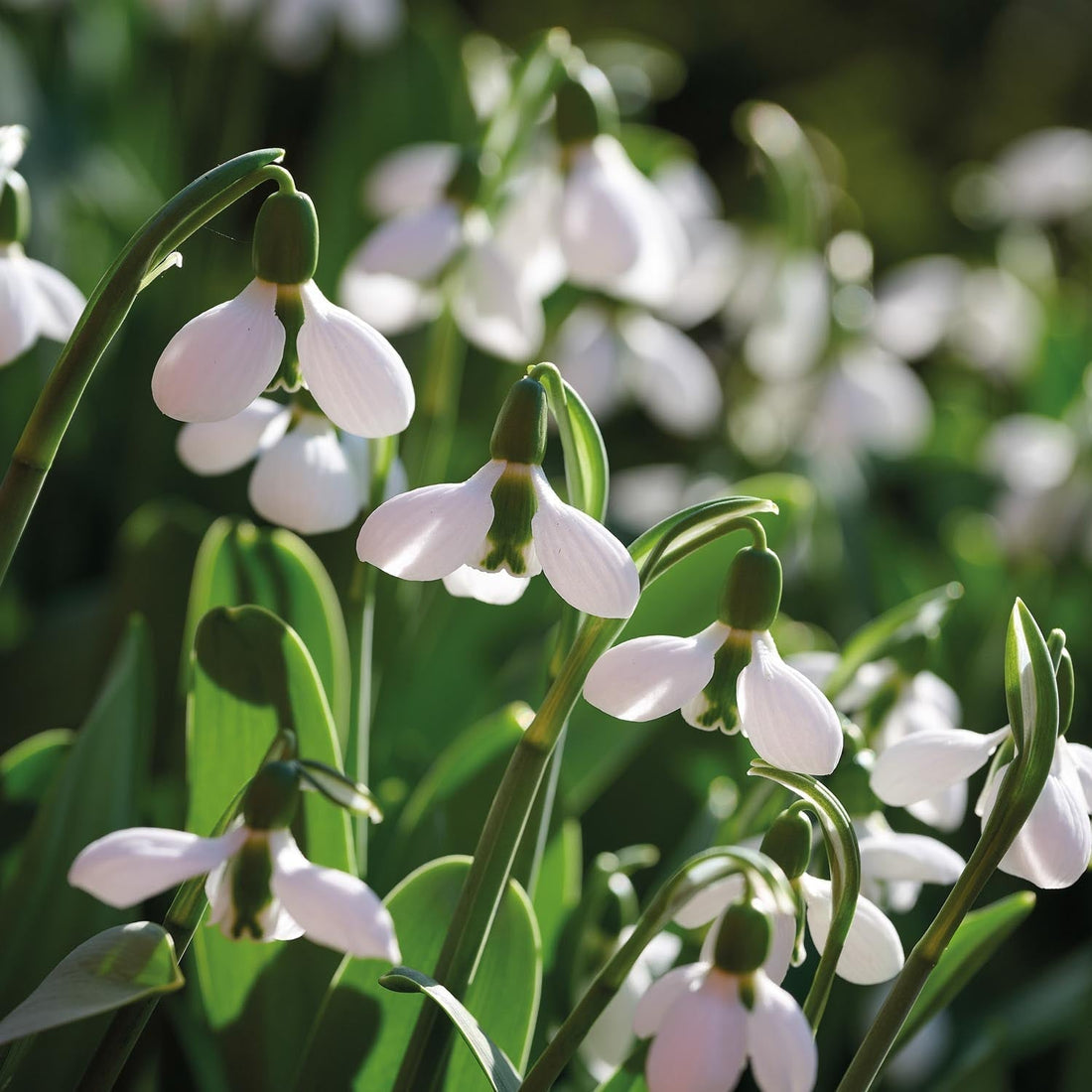 Przebiśnieg, Galanthus 'Beluga'