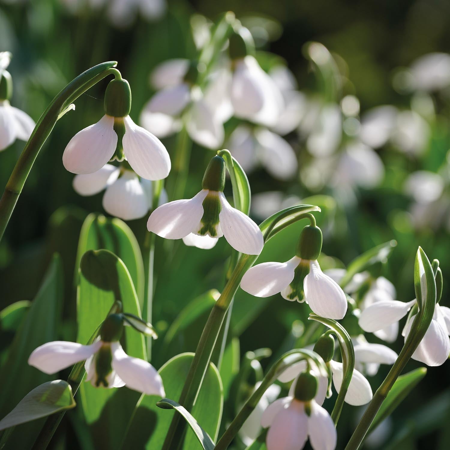 Przebiśnieg, Galanthus 'Beluga'