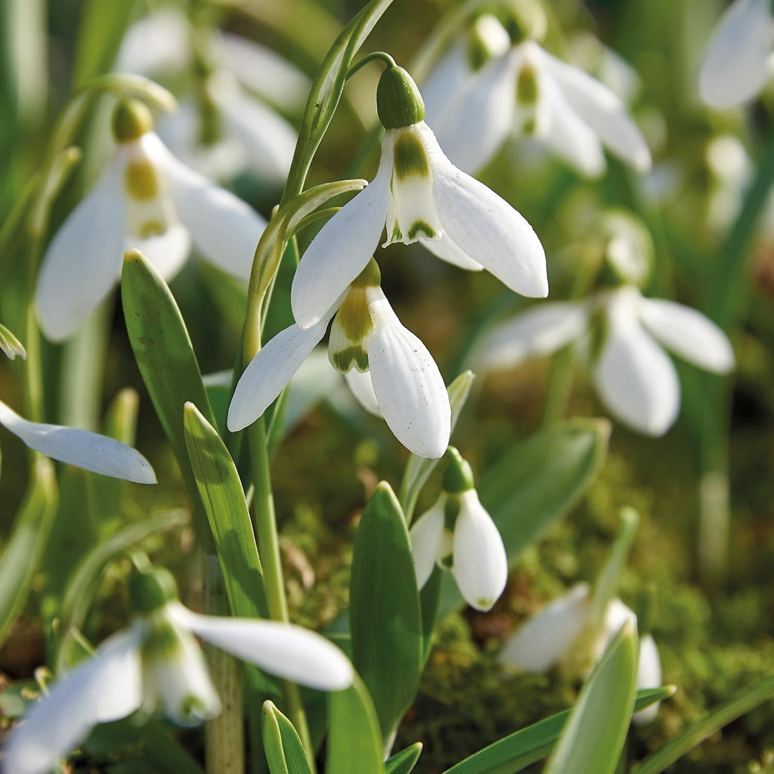 Przebiśnieg, Galanthus 'Elwesii'
