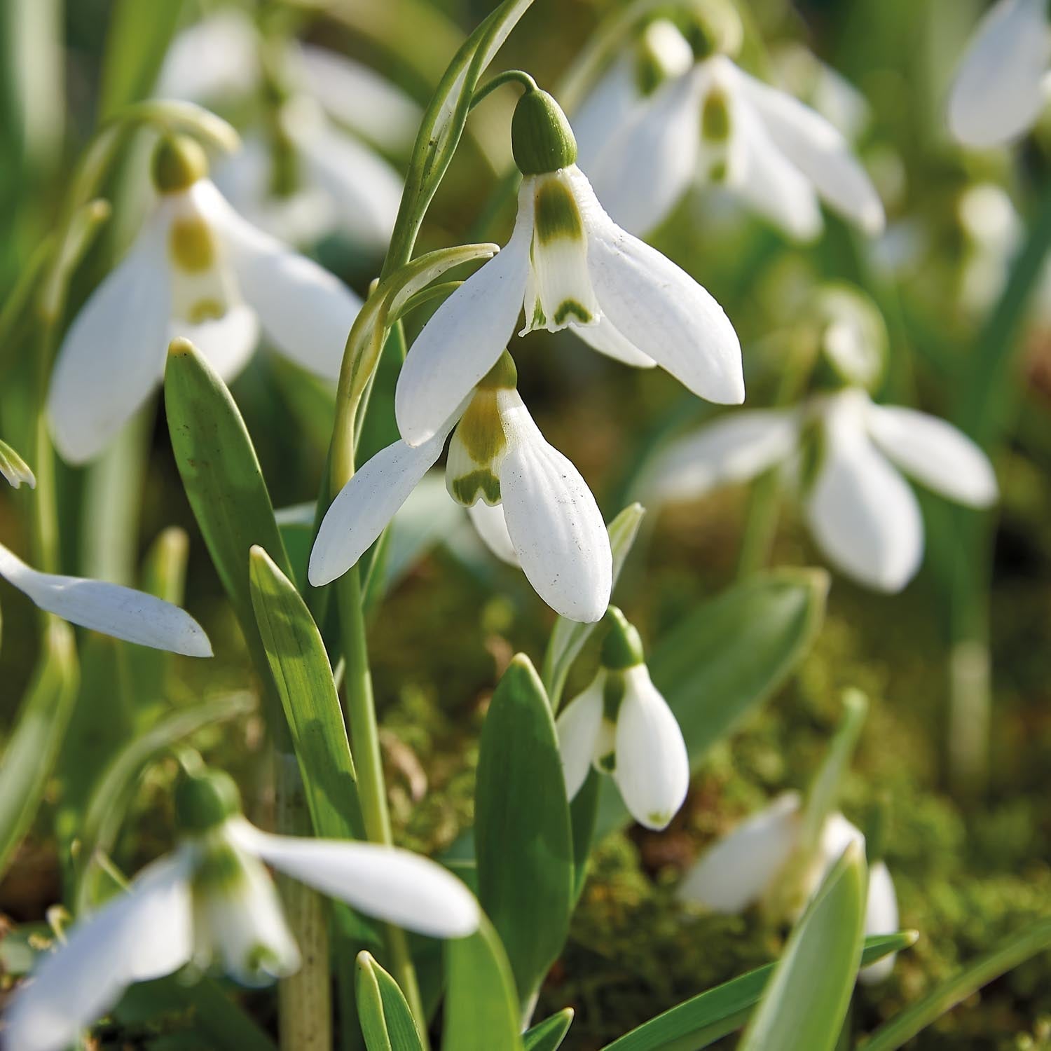 Przebiśnieg, Galanthus 'Elwesii'
