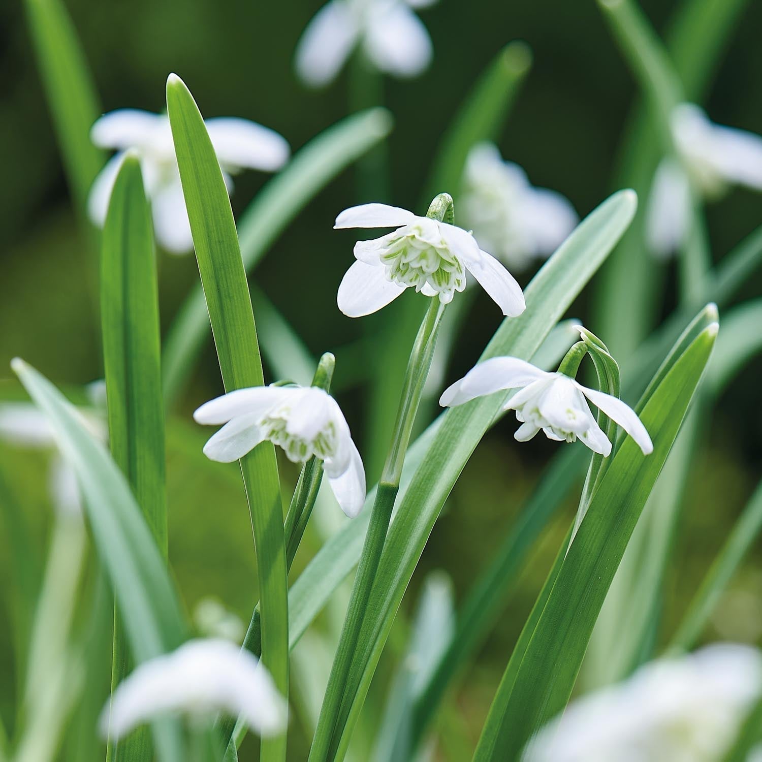 Przebiśnieg, Galanthus 'Flore Pleno'