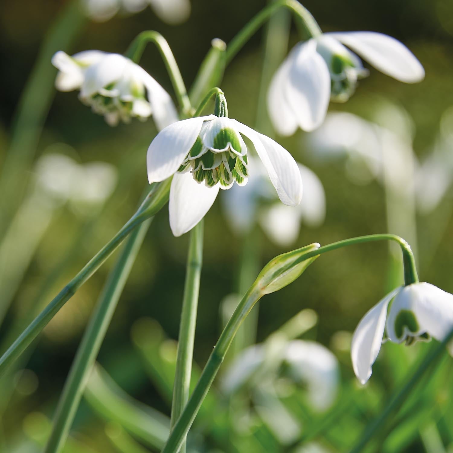 Przebiśnieg, Galanthus 'Hippolyta'