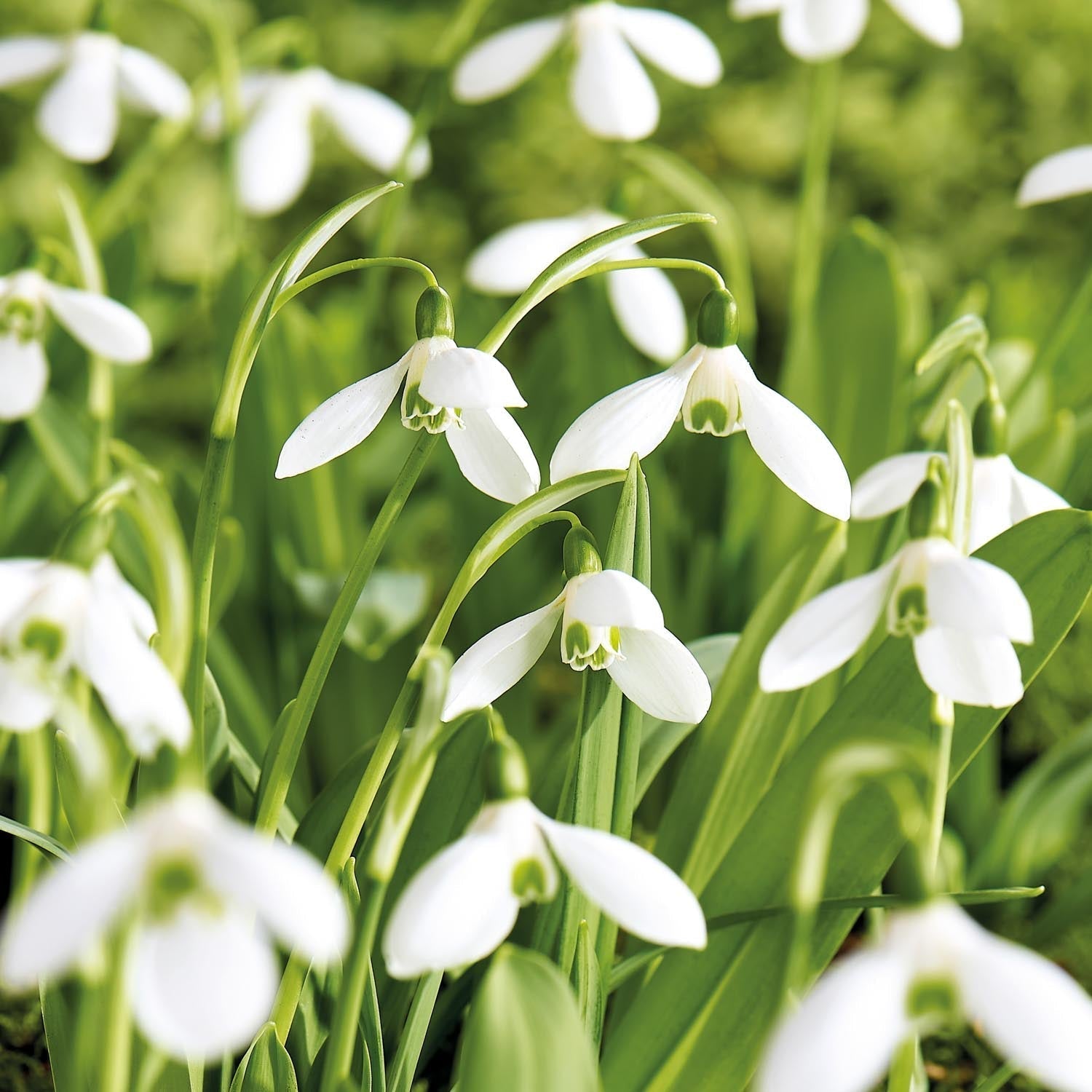 Przebiśnieg, Galanthus 'Mount Everest'