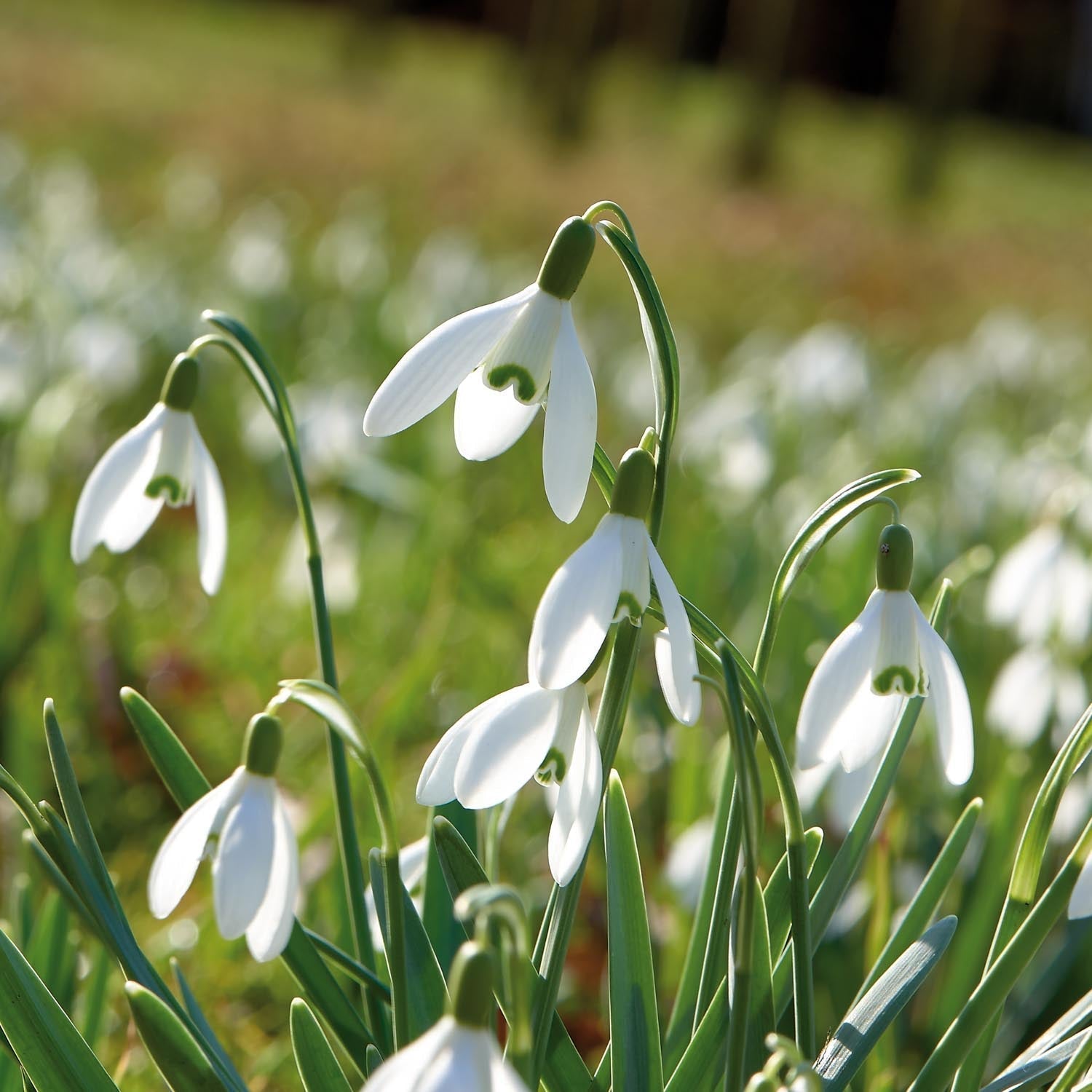 Przebiśnieg, Galanthus 'Nivalis'