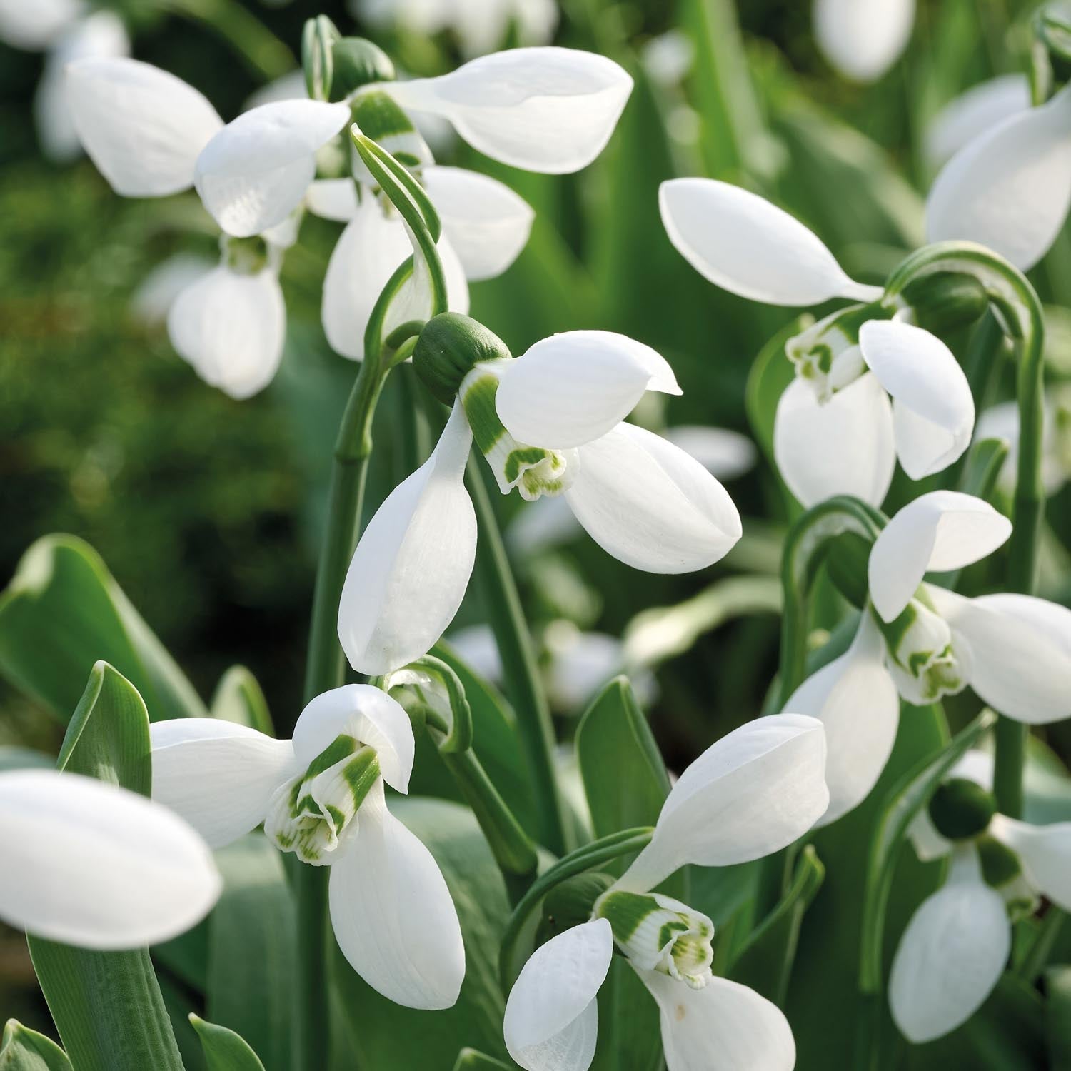 Przebiśnieg, Galanthus 'Polar Bear'