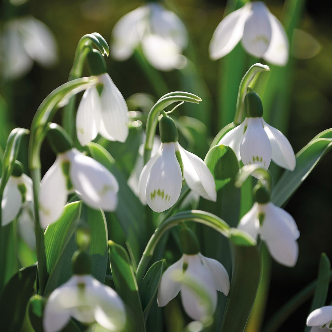 Przebiśnieg, Galanthus 'Snow Fox'