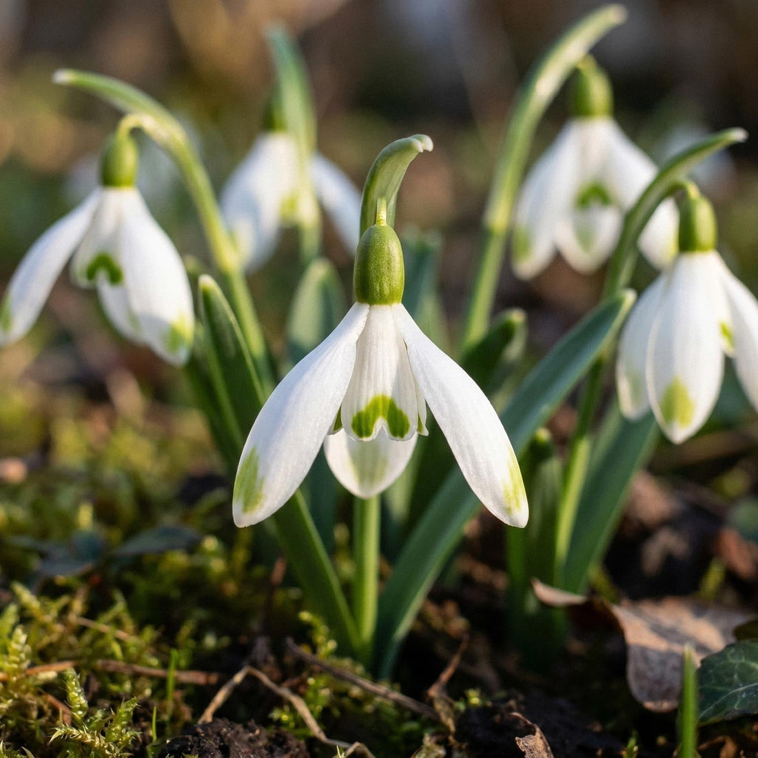 Przebiśnieg, Galanthus 'Viridapice'
