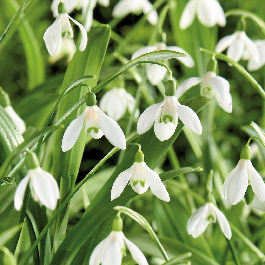 Przebiśnieg, Galanthus 'Woronowii'