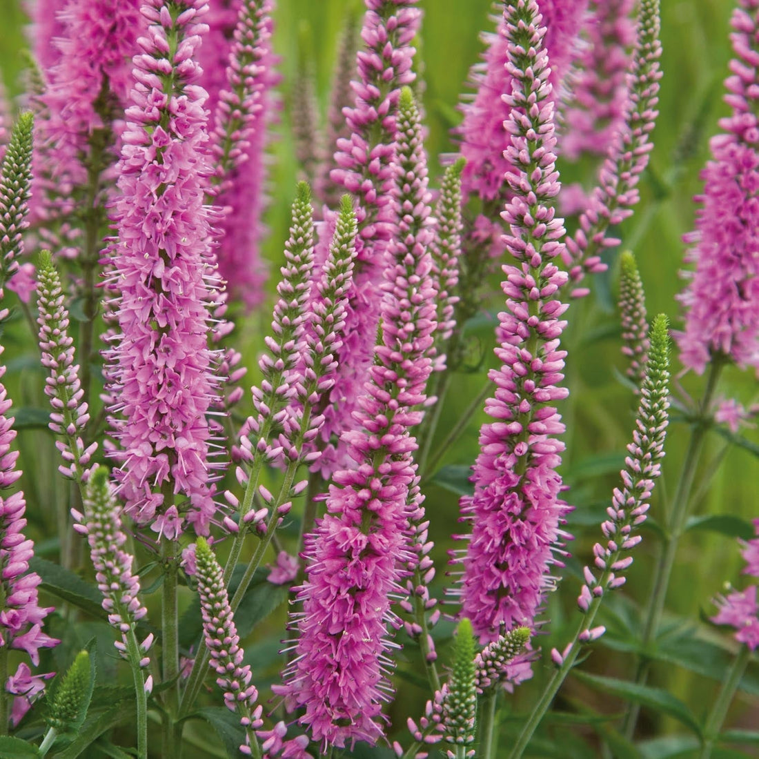 Przetacznik, Veronica 'Heidekind'
