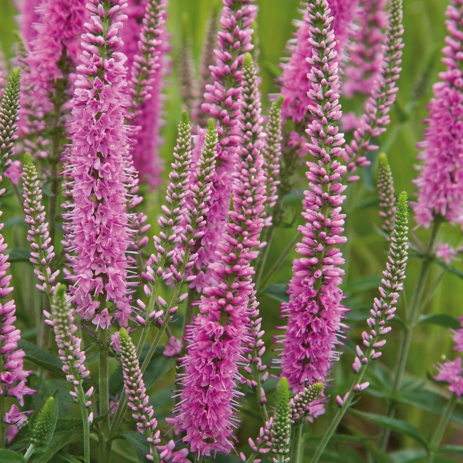 Przetacznik, Veronica 'Heidekind'