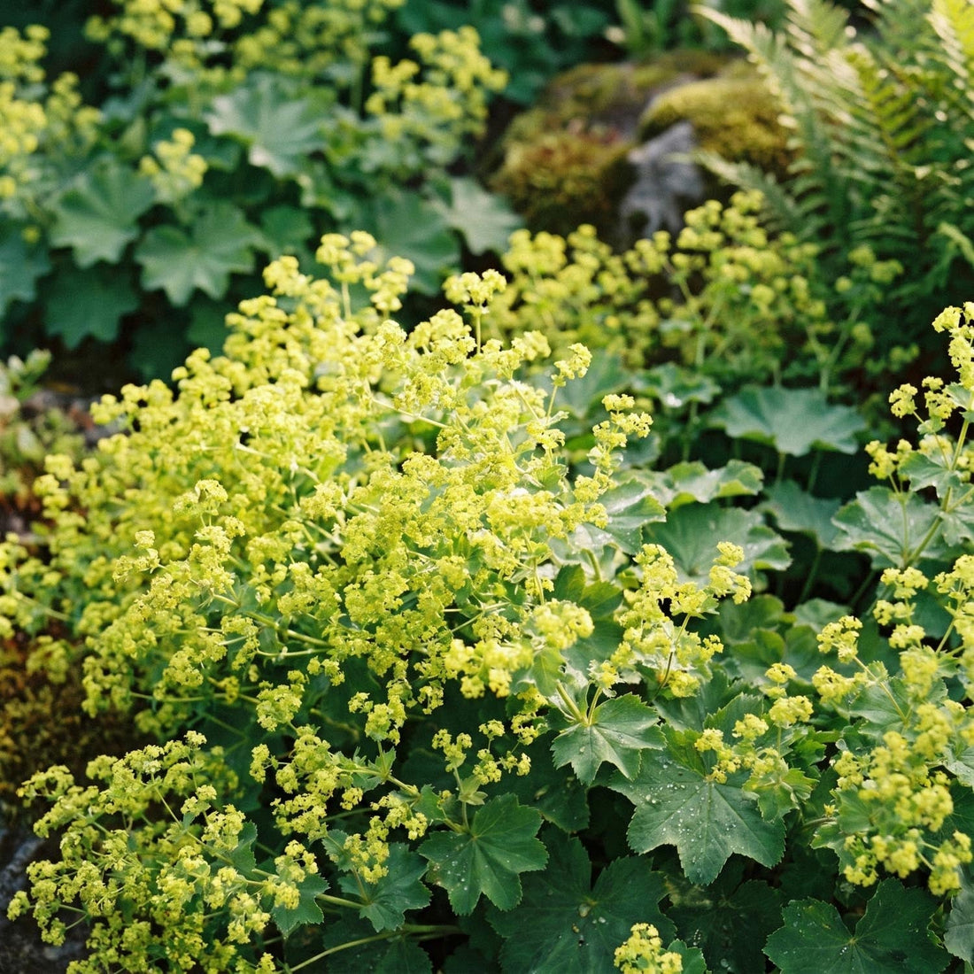 Przywrotnik, Alchemilla 'Robustica'