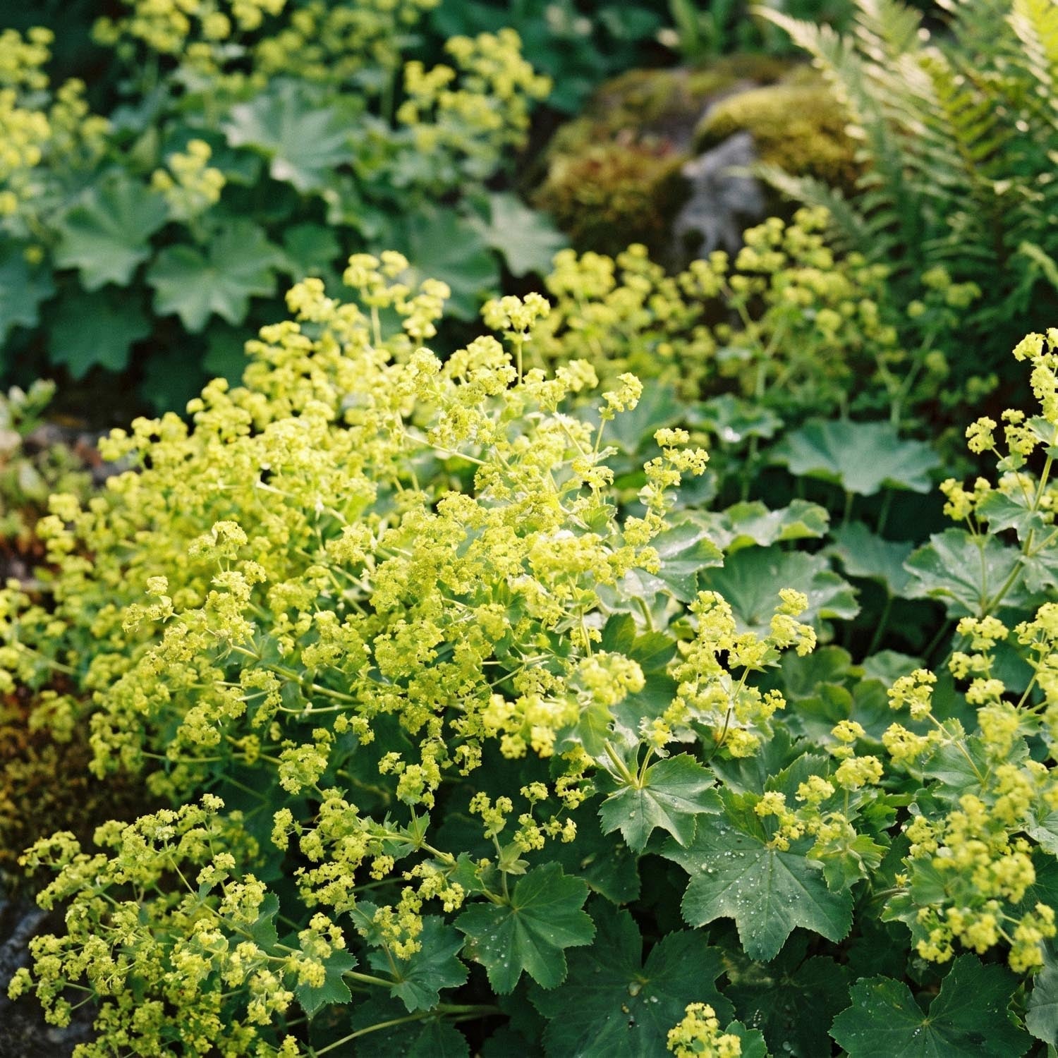 Przywrotnik, Alchemilla 'Robustica'