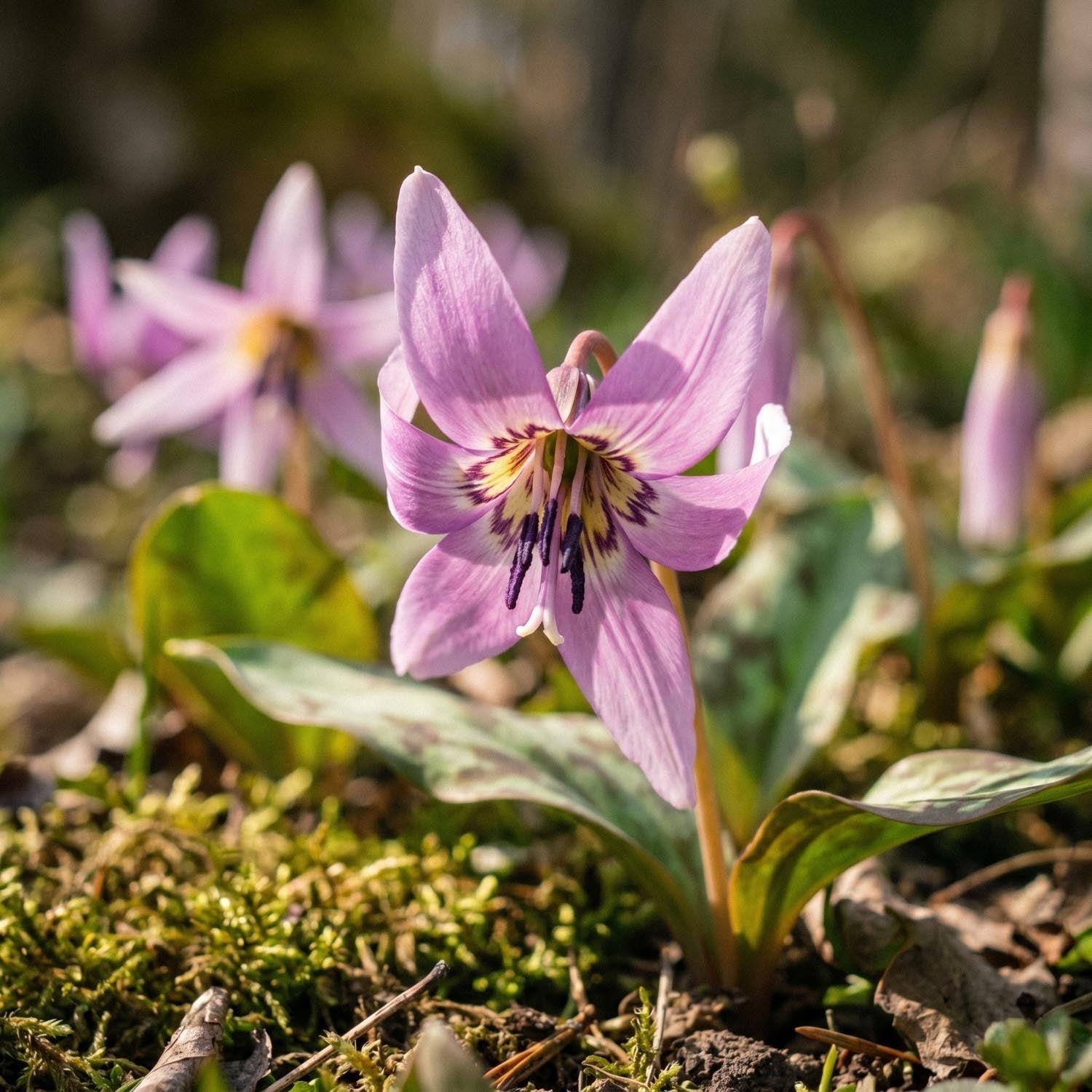 Psiząb, Erythronium 'Lilac Wonder'