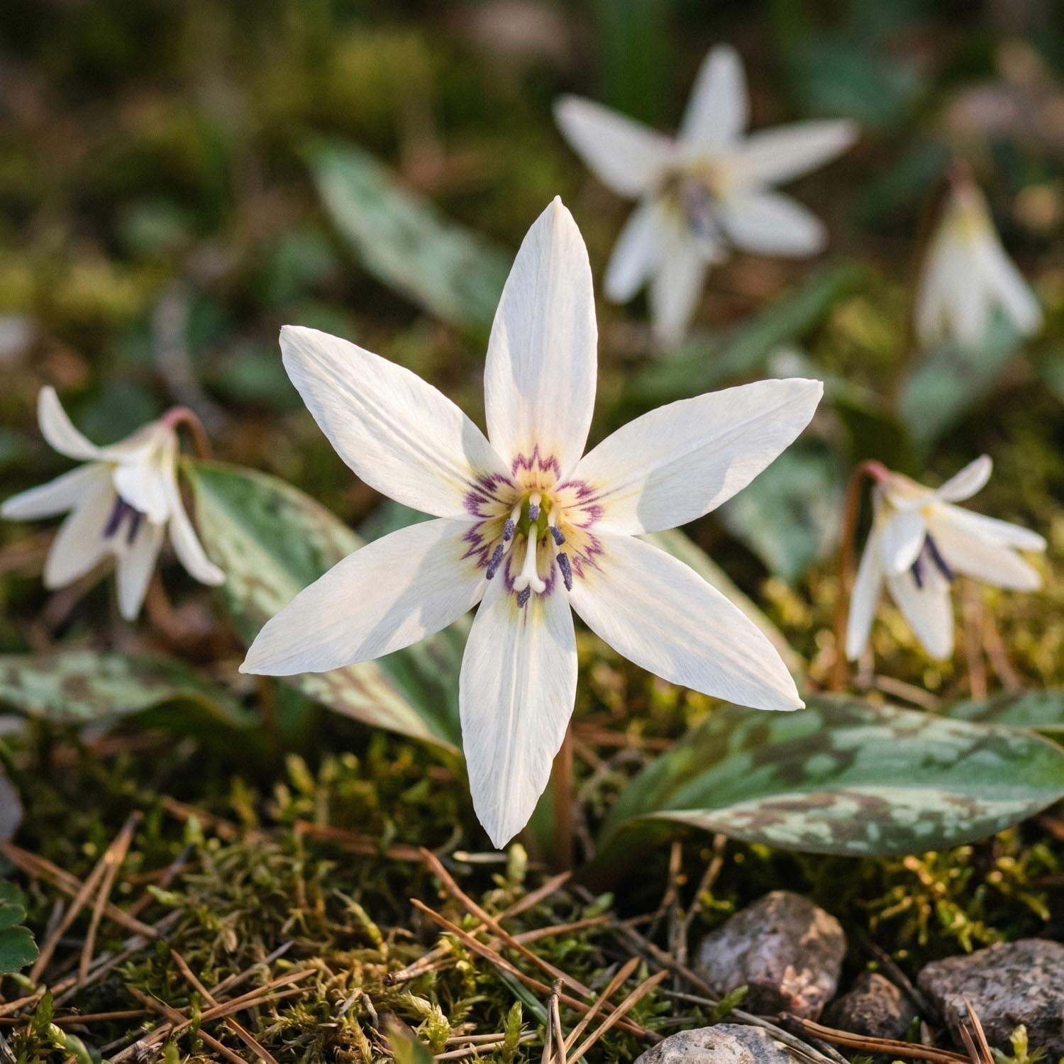 Psiząb, Erythronium 'Snowflake'