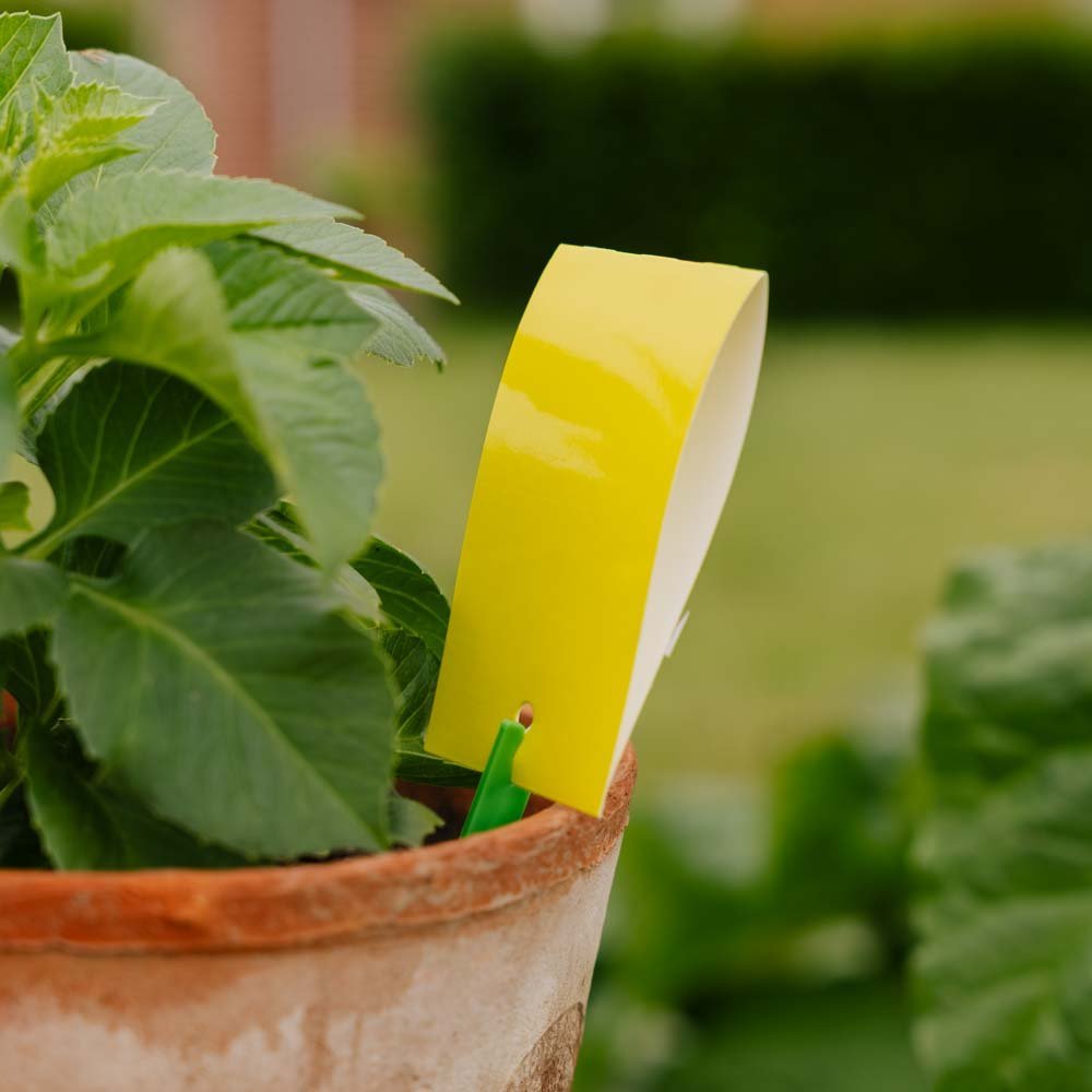 Pułapki na owady InsectFree, 7 szt.