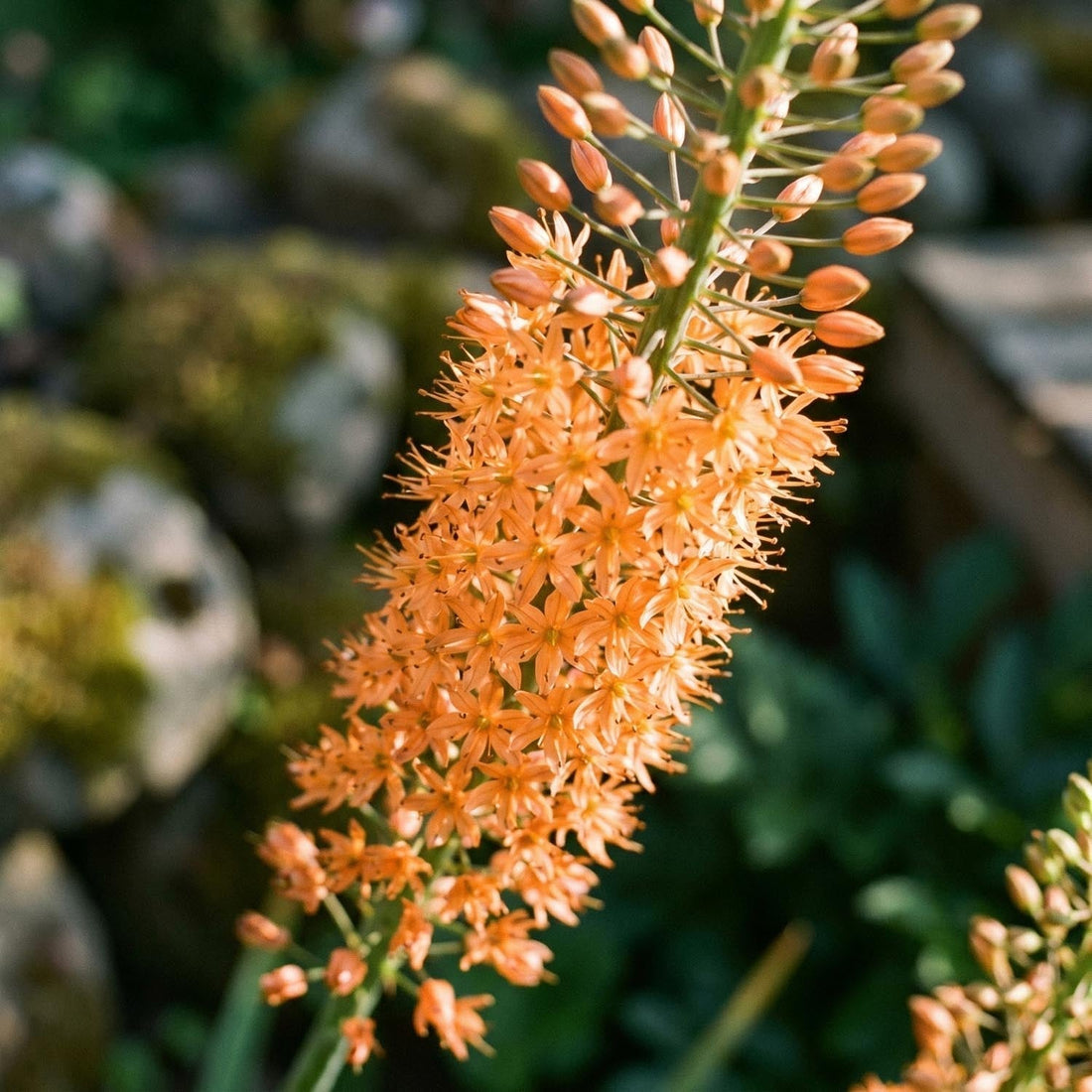 Pustynnik, Eremurus 'Cleopatra'