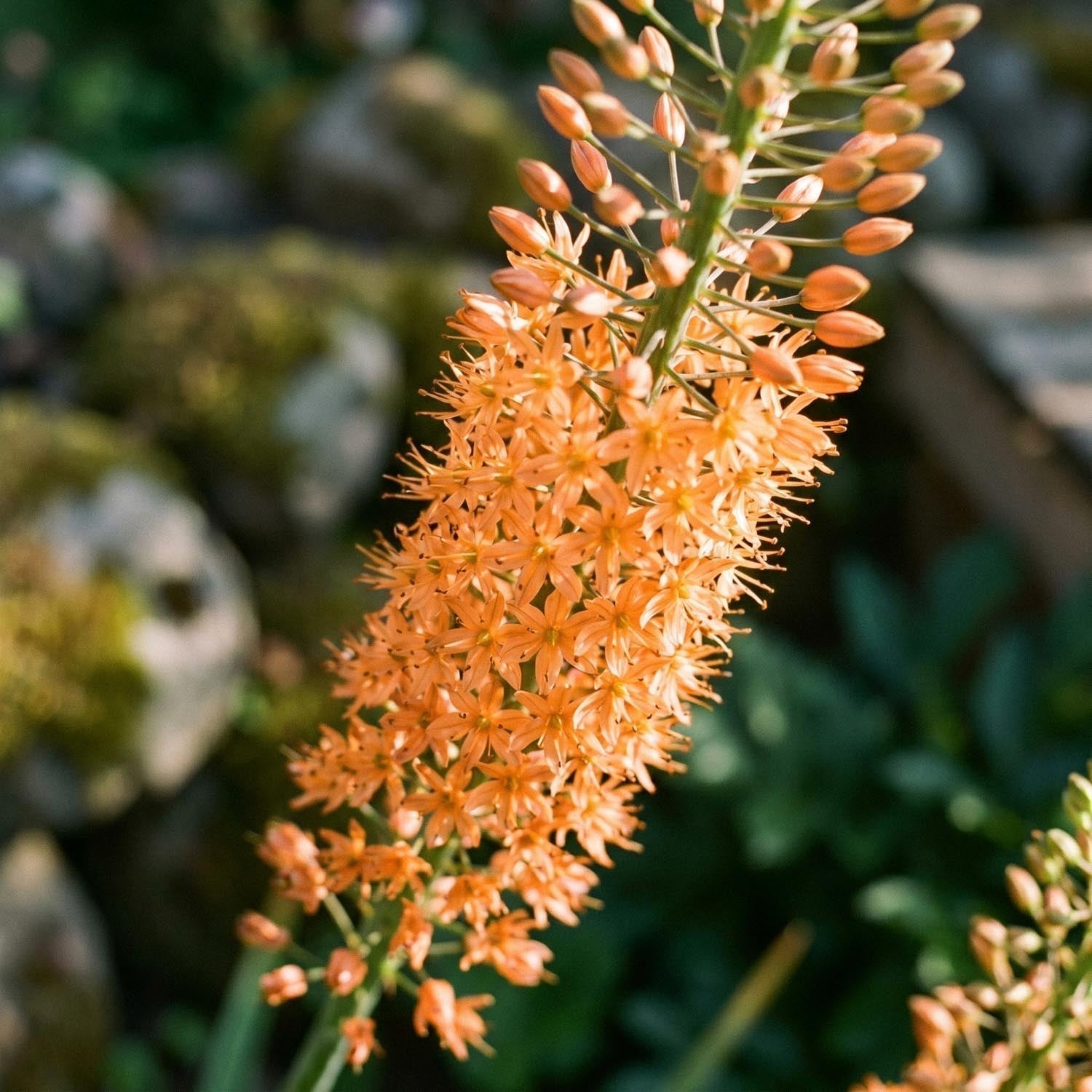 Pustynnik, Eremurus 'Cleopatra'