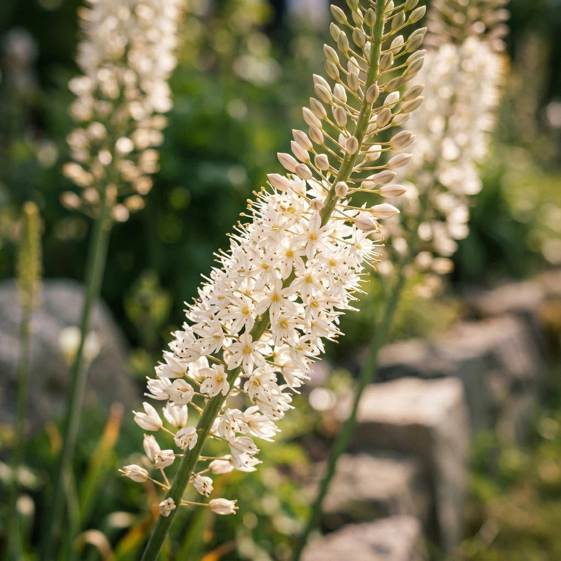 Pustynnik, Eremurus 'Himalaicus'