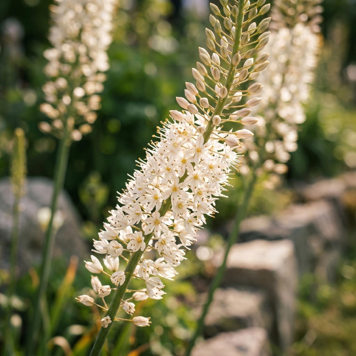 Pustynnik, Eremurus 'Himalaicus'