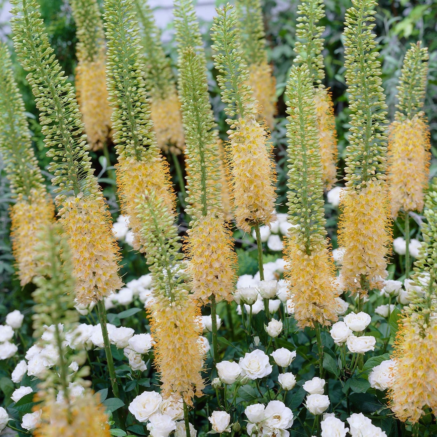 Pustynnik, Eremurus 'Romance'