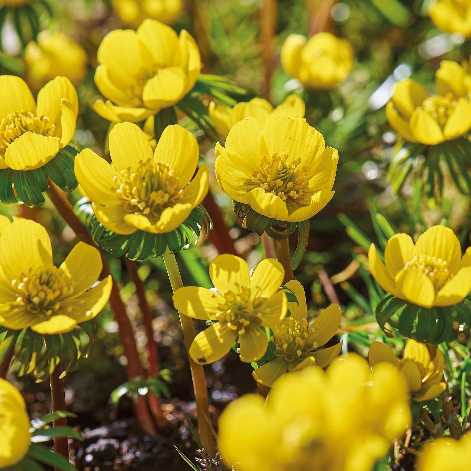 Rannik, Eranthis 'Cilicica'