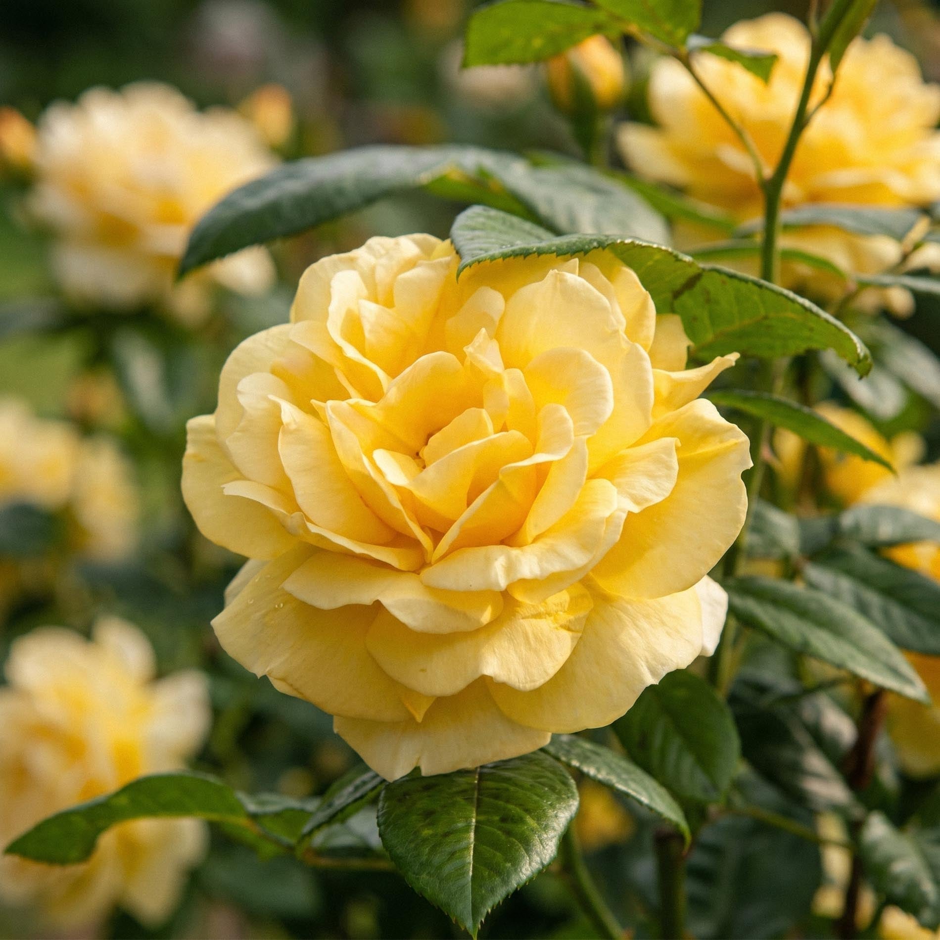 Róża 'Garden Princess'