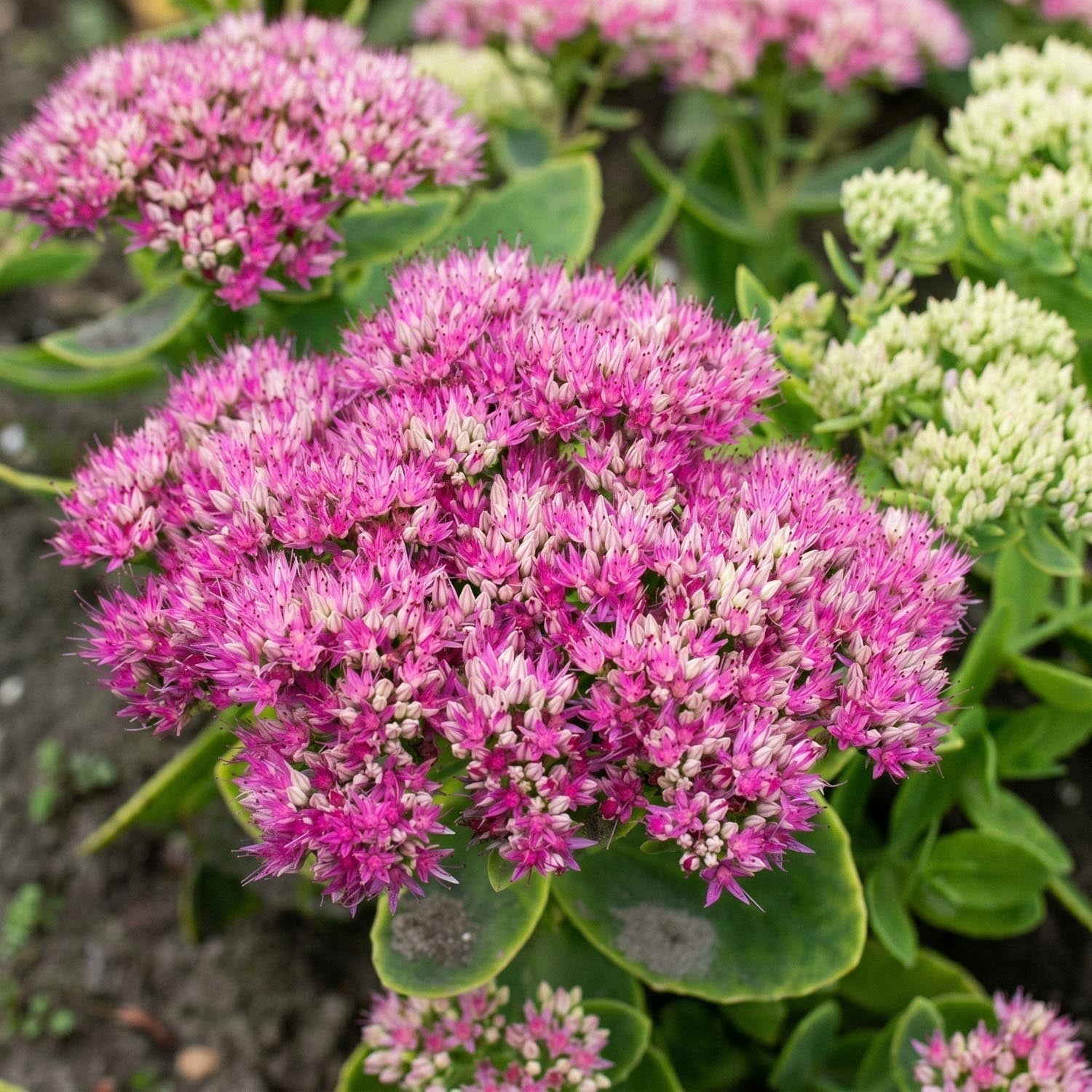 Rozchodnik, Sedum 'Brillant'