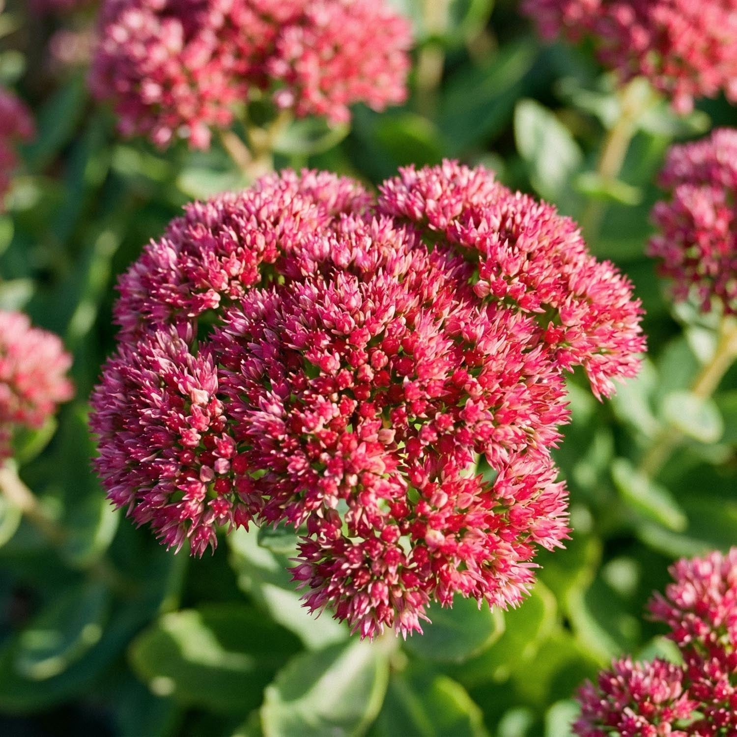 Rozchodnik, Sedum 'Herbstfreude'