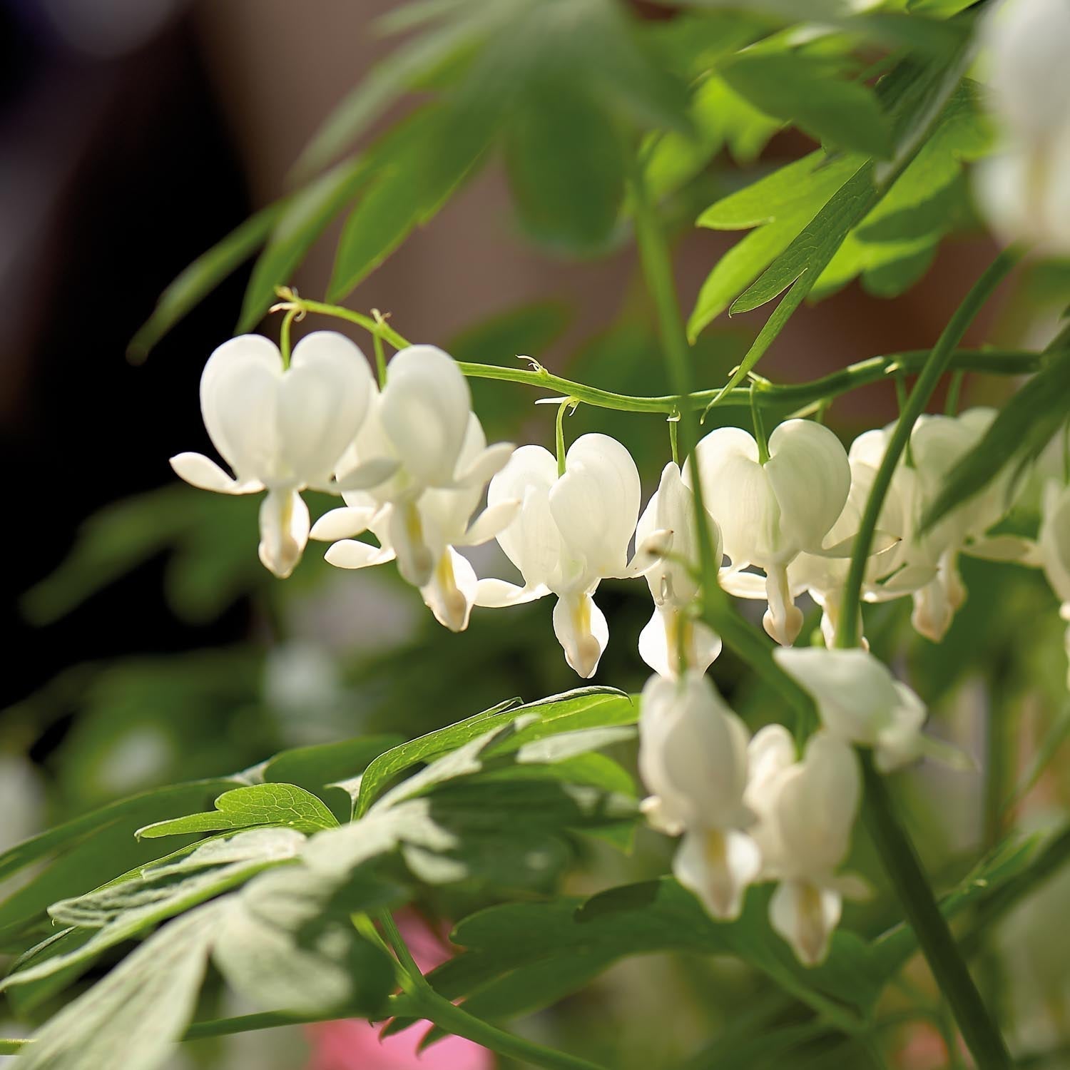 Serduszka okazałe, Dicentra 'Alba'
