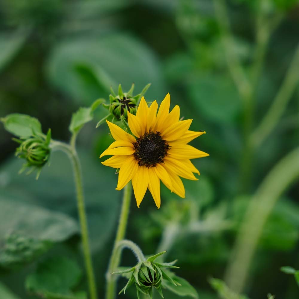 Słonecznik 'Helianthus debilis' - 40 nasion ekologicznych