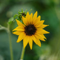Słonecznik 'Helianthus debilis' - 40 nasion ekologicznych