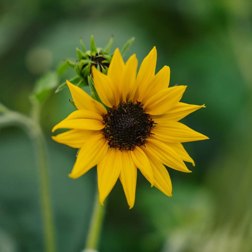 Słonecznik 'Helianthus debilis' - 40 nasion ekologicznych