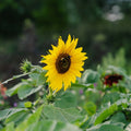 Słonecznik 'Helianthus debilis' - 40 nasion ekologicznych