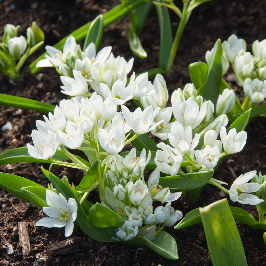 Śniedek, Ornithogalum 'Oligophyllum'