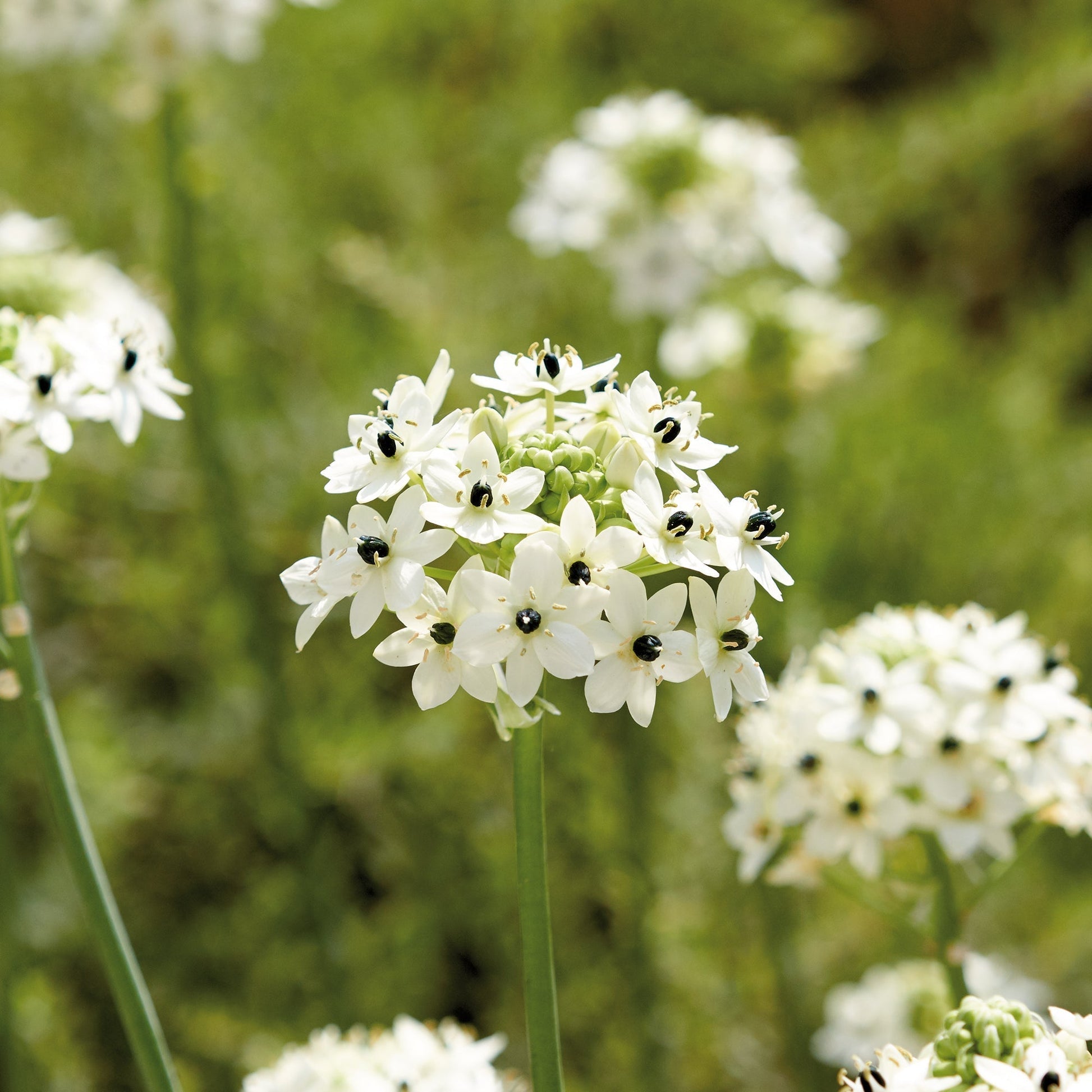 Śniedek, Ornithogalum saundersiae