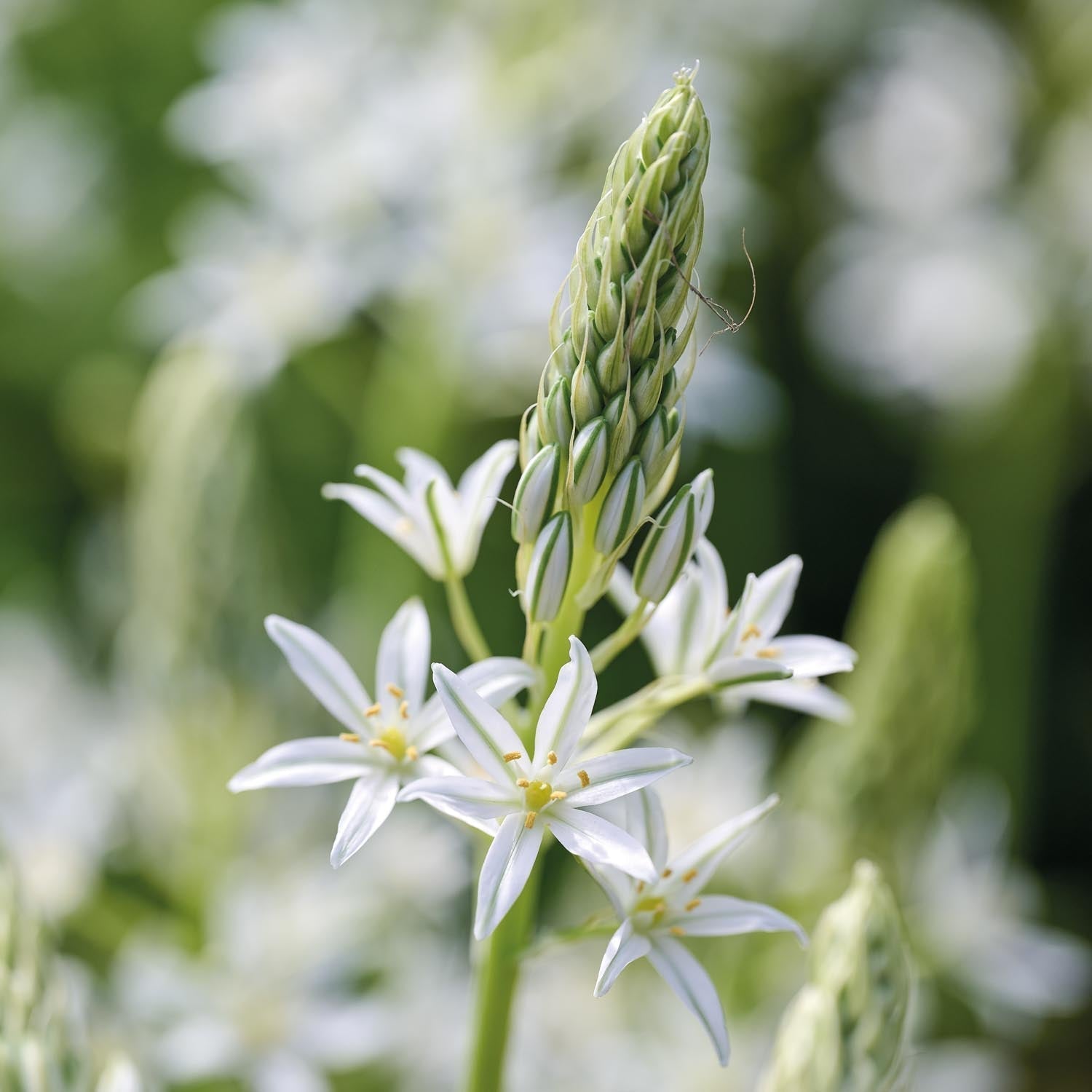 Śniedek, Ornithogalum 'Sochi'
