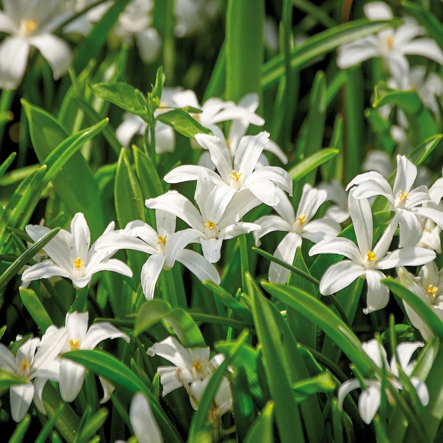 Śnieżnik, Chionodoxa 'Alba'