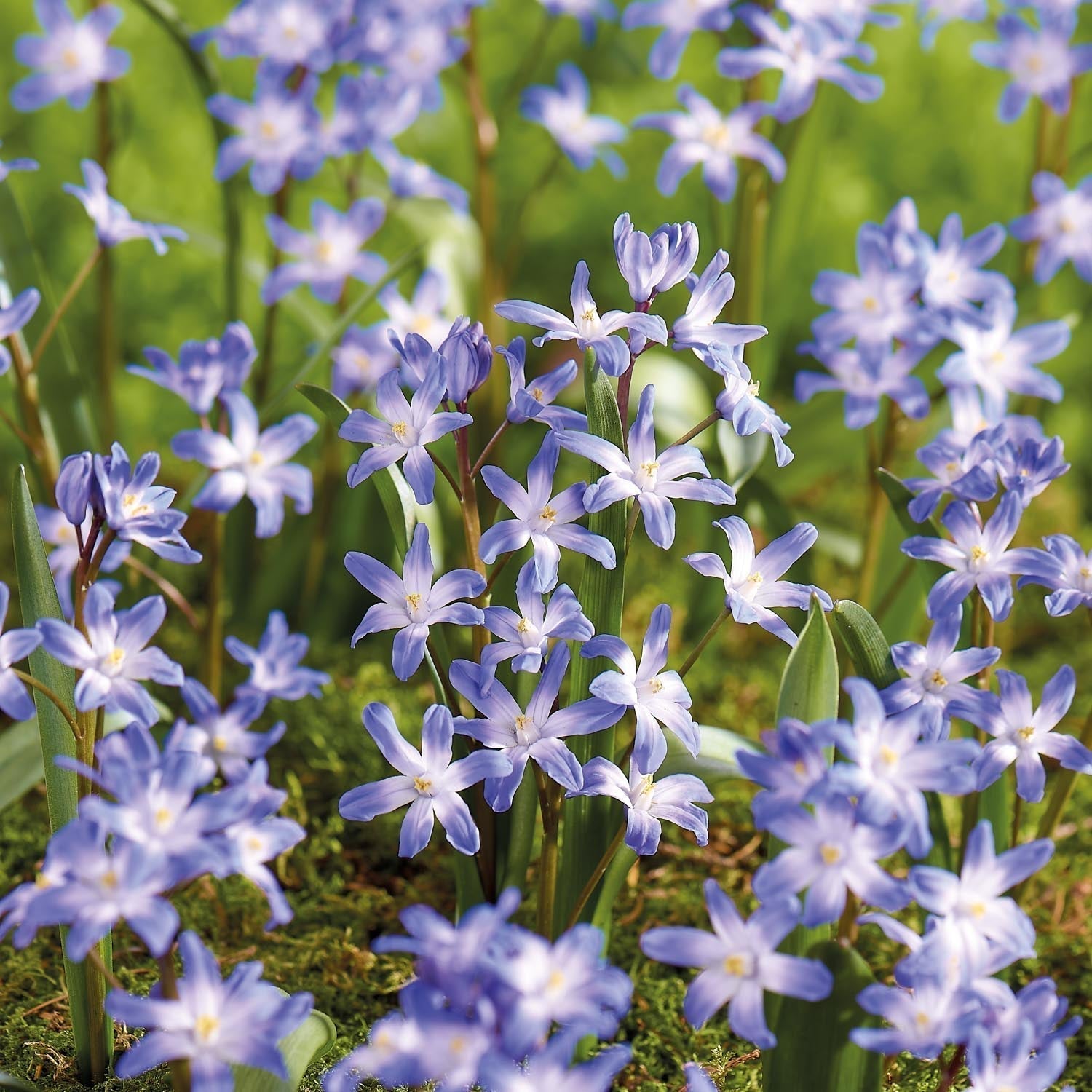 Śnieżnik, Chionodoxa 'Blue Giant'