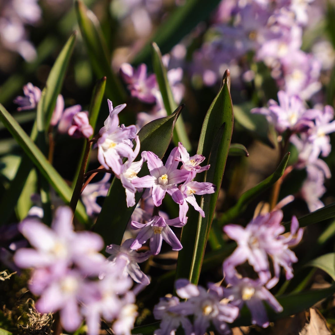 Śnieżnik, Chionodoxa 'Pink Giant'