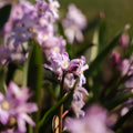 Śnieżnik, Chionodoxa 'Pink Giant'