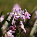 Śnieżnik, Chionodoxa 'Pink Giant'