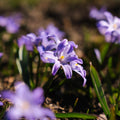 Śnieżnik, Chionodoxa 'Violet Beauty'
