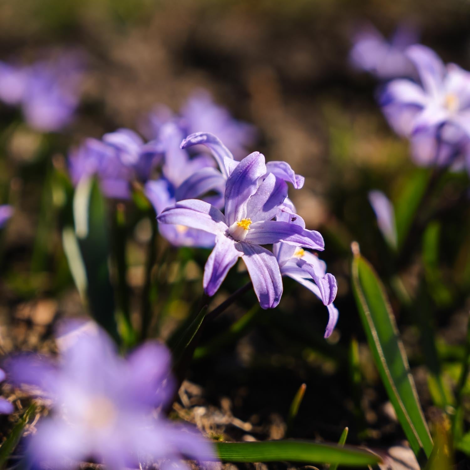 Śnieżnik, Chionodoxa 'Violet Beauty'