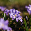 Śnieżnik, Chionodoxa 'Violet Beauty'