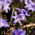 Śnieżnik, Chionodoxa 'Violet Beauty'