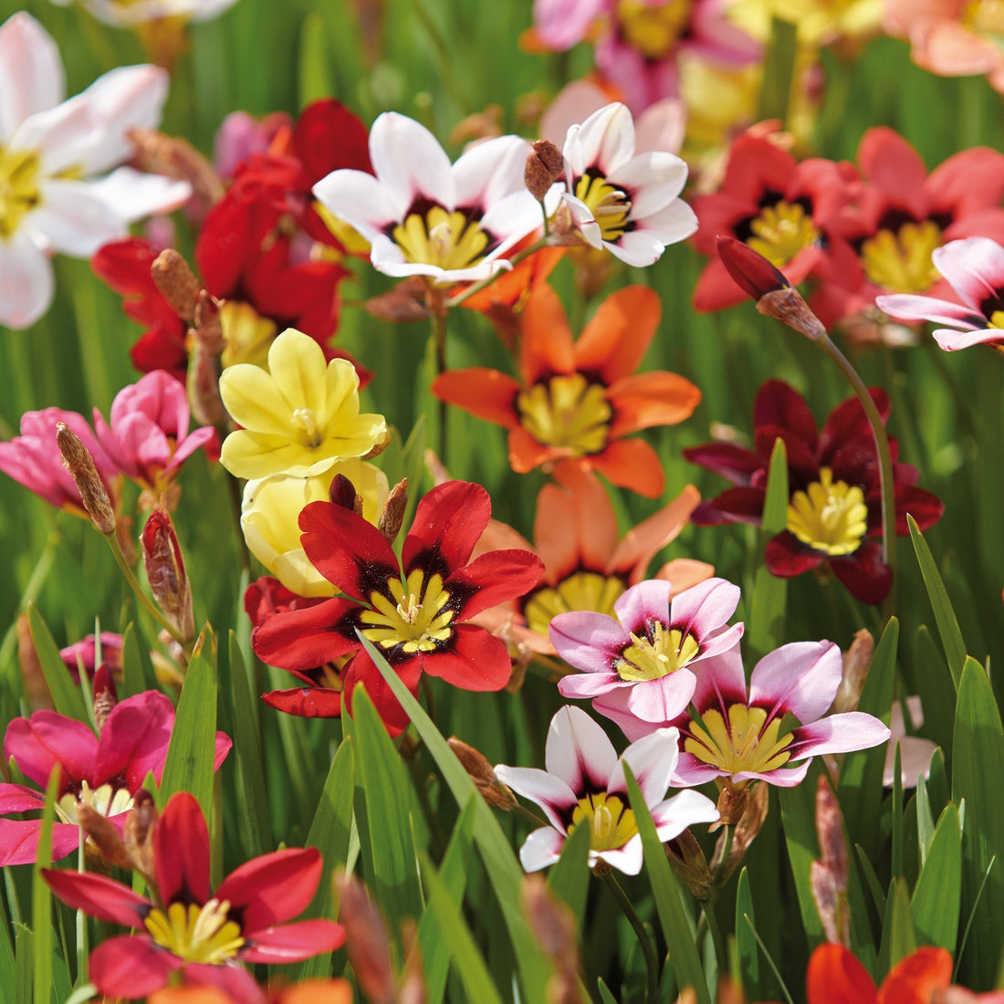 Sparaksis, Sparaxis 'Mixed'