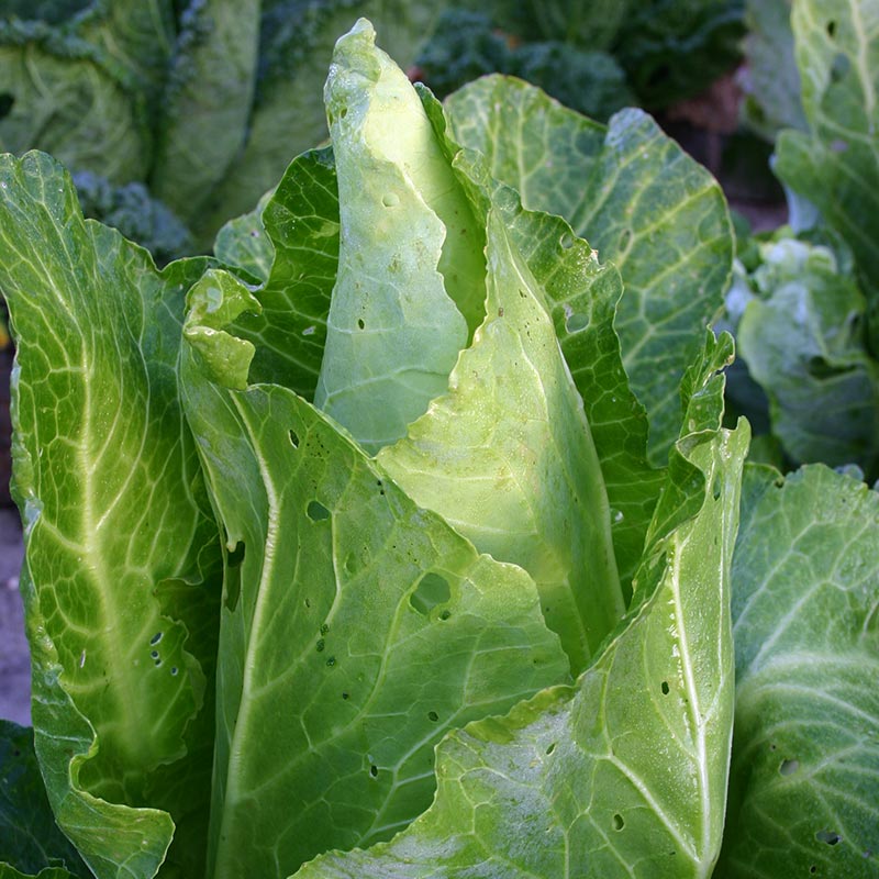 Spidskål frø 'Filderkraut' - 100 Økologiske Frø